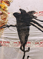 שושן צחור שושן שחור