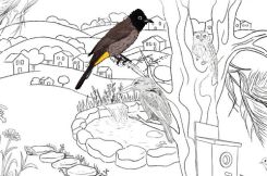 birds-page-245