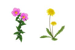 israel-flowers-245-2