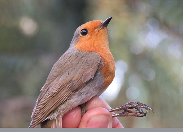 robin