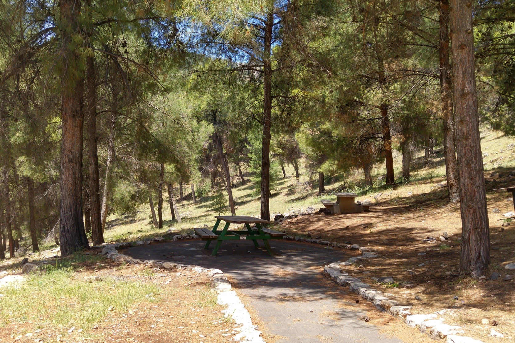 14160-Biyria-Forest