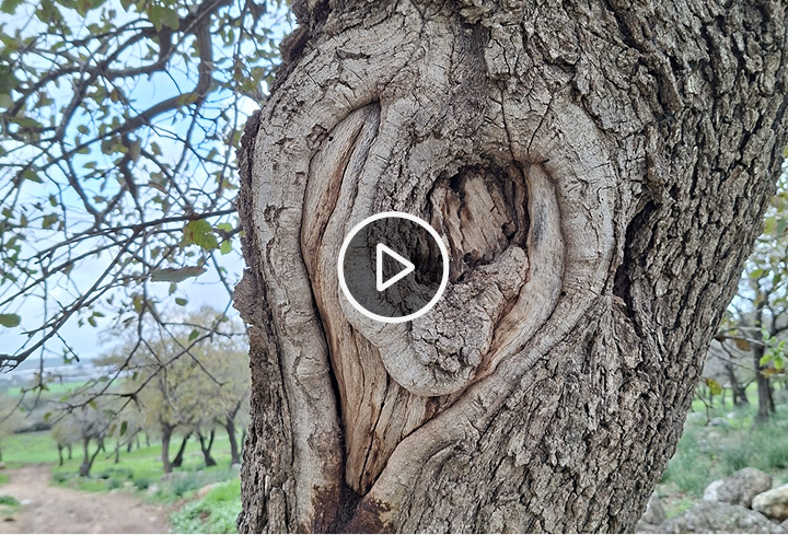 2video