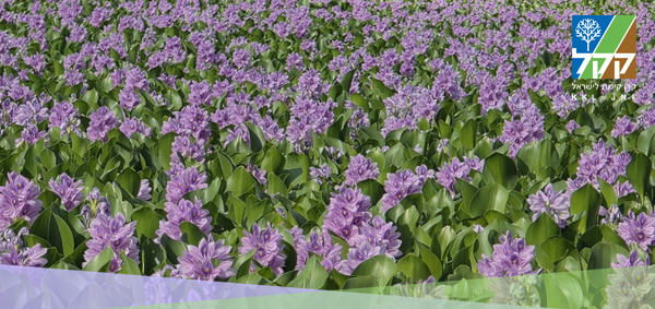 HEADERJUNE