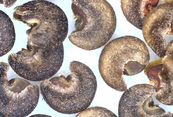 SEED