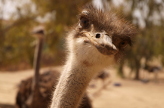 elayaen